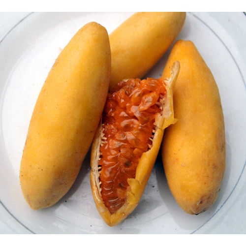 Cây giống chanh leo chuối nam mỹ..