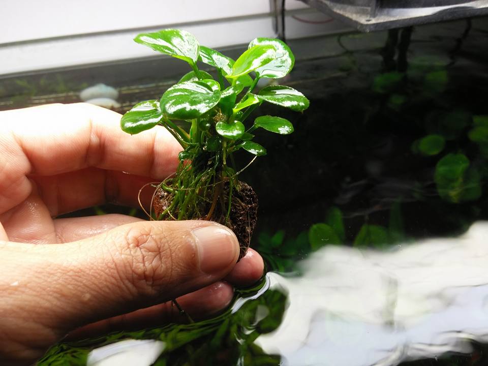 Ráy Lá Tròn - Dán Đá Lũa Không Cần CO2