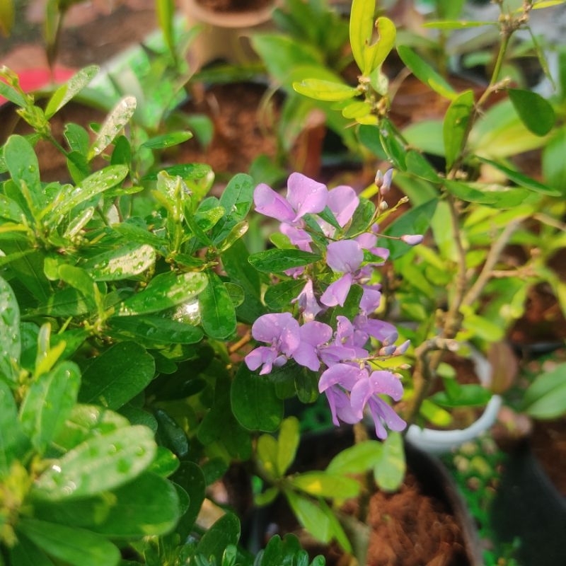 Cây hoa Linh sam siêu hoa lá lớn,cây phong thủy