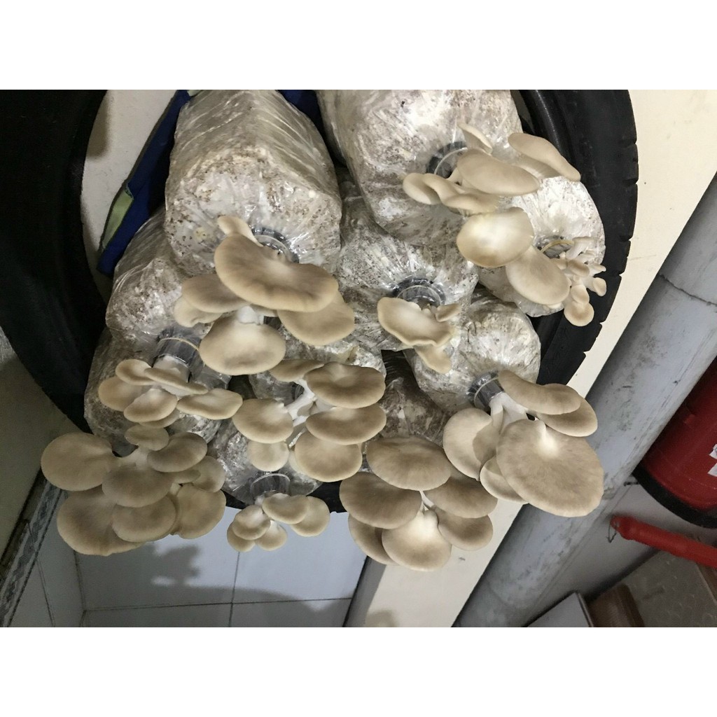 Phôi Nấm Bào Ngư Xám (9 Phôi) [Cantho Farm]