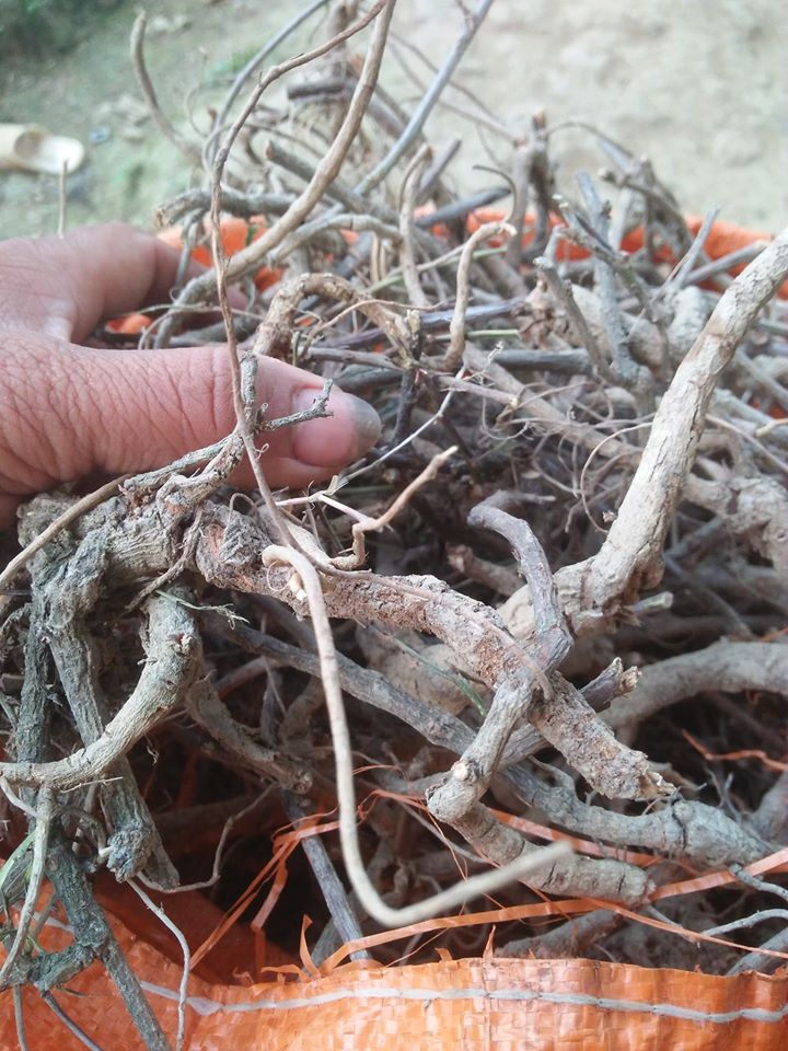 500g trinh nữ đỏ (rễ cây xấu hổ)