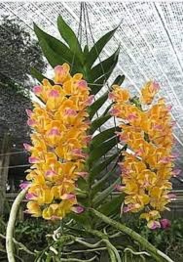 LAN HOÀNG NHẠN GIỐNG