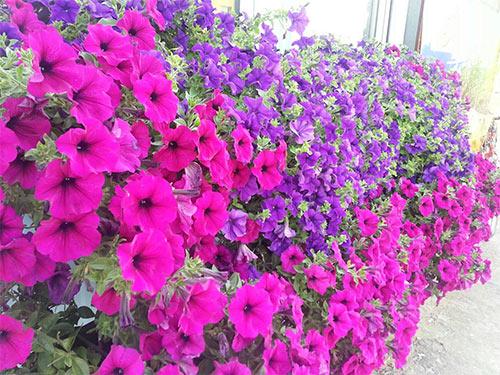 Huyndai flower seeds colorful sun flower seeds Women's hat snow boots