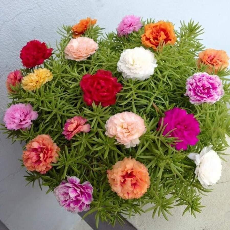 60 cành hoa 10h thái kép đủ 15 màu