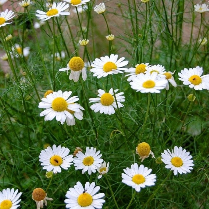 Hạt Giống Cúc Trà CHAMOMILE 216 (0.1g)