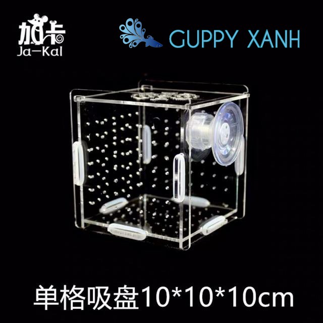 Box tép - Lồng dưỡng cá tép siêu trong - Có 2 size Đơn Và Đôi