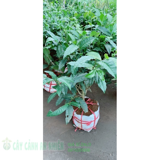 Cây trà xanh lớn