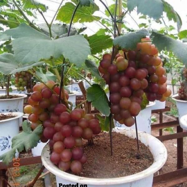 Hạt giống nho lùn pháp( nho lùn Bonsai)( gói 10 hạt) -