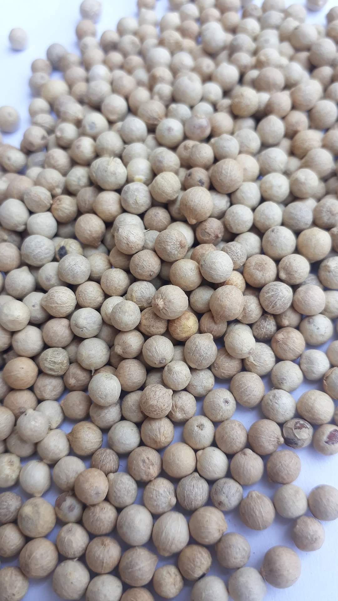 1kg tiêu sọ Phú Quốc hạt chắc đều