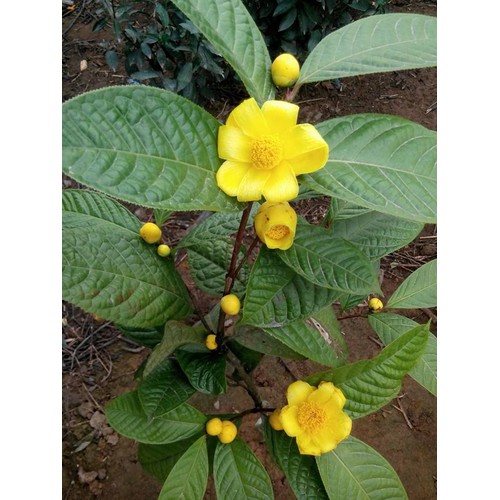 CÂY TRÀ HOA VÀNG - CÂY DƯỢC LIỆU chất lượng tạo niềm tin