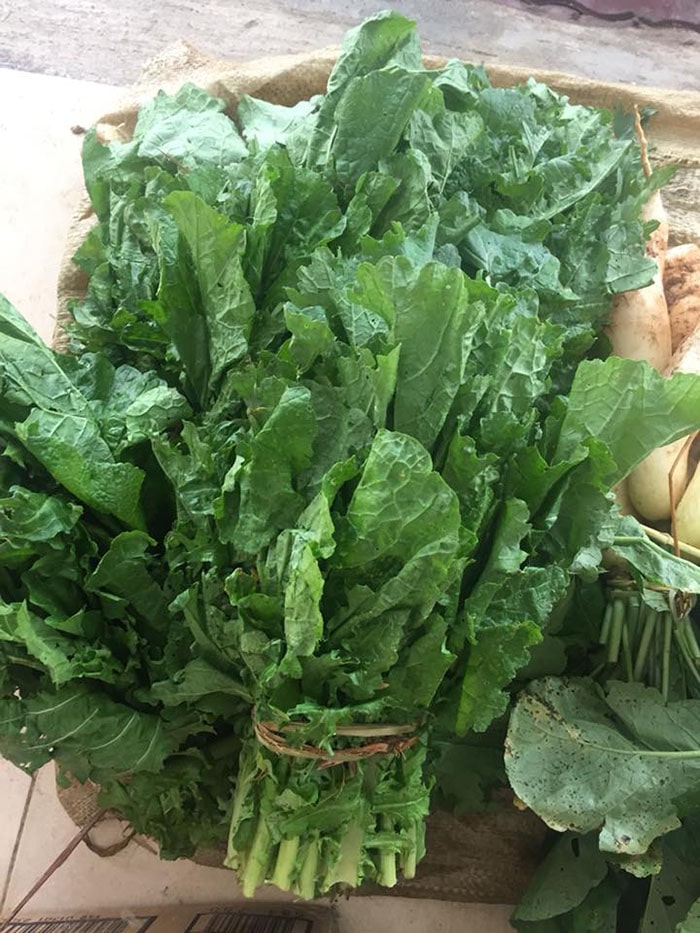 HẠT GIỐNG CẢI MÈO HÀ GIANG