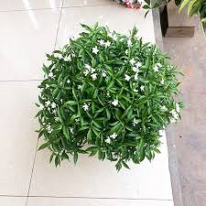 CÂY MAI CHIẾU THỦY