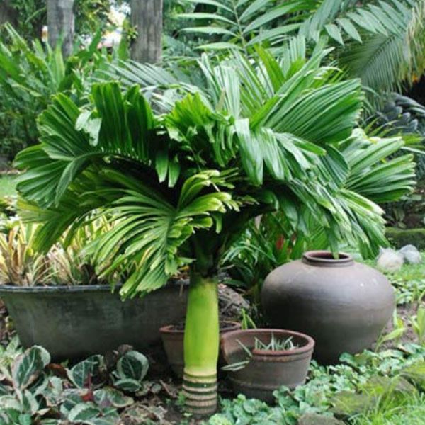 COMBO 2 CÂY CAU LÙN giống- hàng cây F1 - cây ảnh số 1