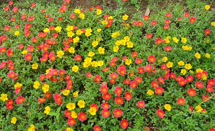 Mười Giờ Cánh Đơn Lá Nhỏ - Chậu Hoa