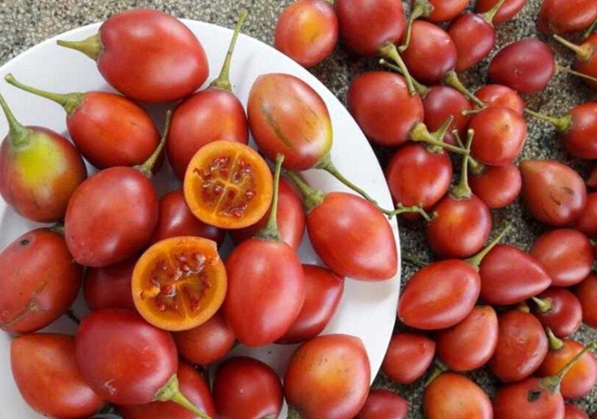 Hạt giống Cà chua thân gỗ