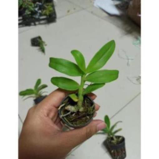 Hoa Lan Trầm Trắng Giống Hoa Thơm