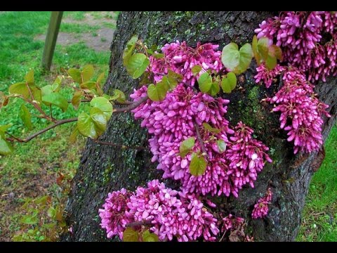 CÂY HOA HẠNH PHÚC - cây giống nhập khẩu