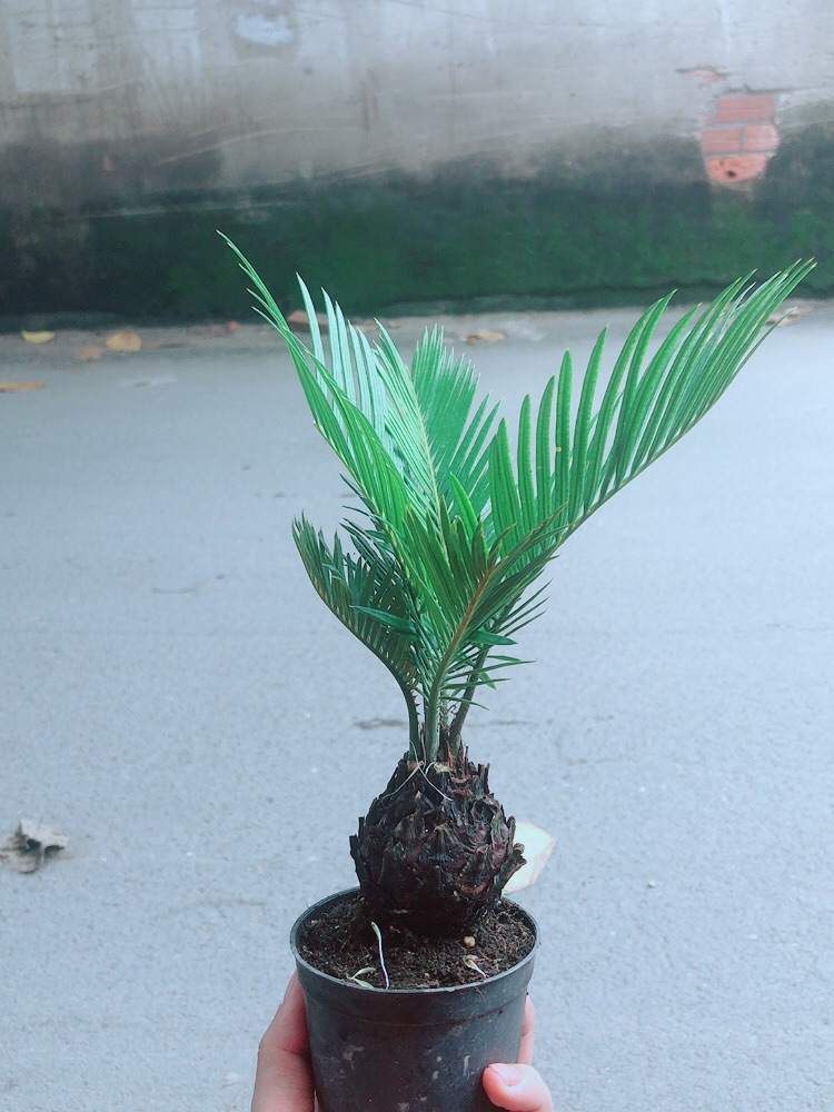 Thiên Tuế Mini