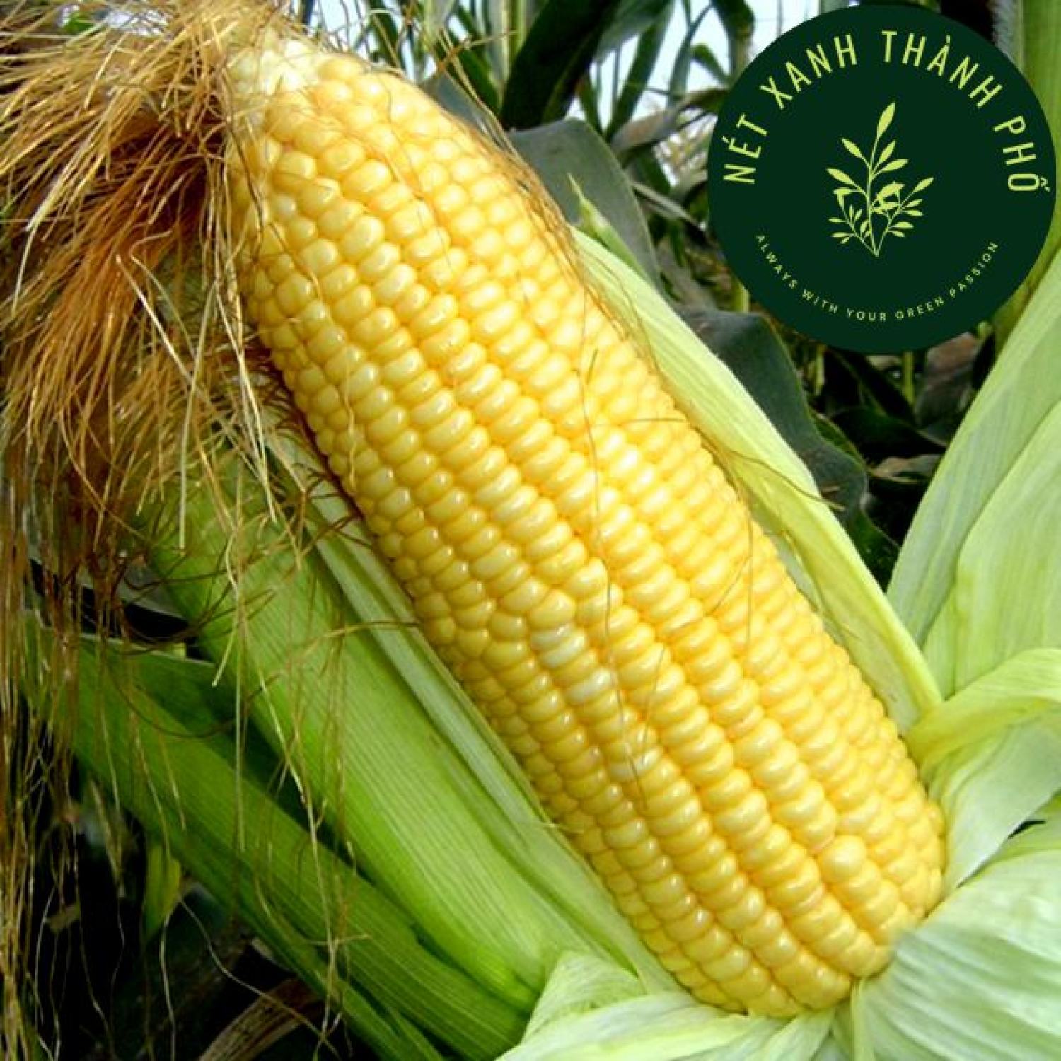 Hạt giống bắp ngọt, bắp mỹ, 5gr