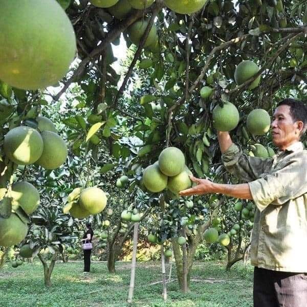 Cây bưởi da xanh ruột hồng có ảnh thật