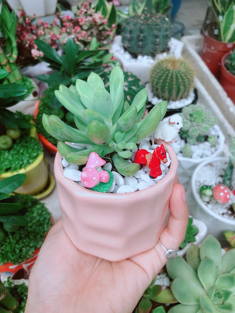 Chậu Sen Đá Tiểu Cảnh