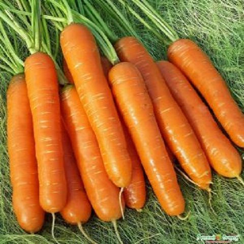 Hạt Giống Củ Cà Rốt