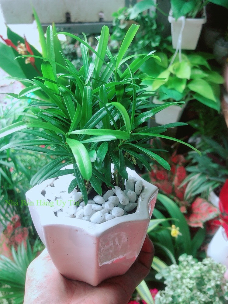 Chậu cây tùng vạn niên