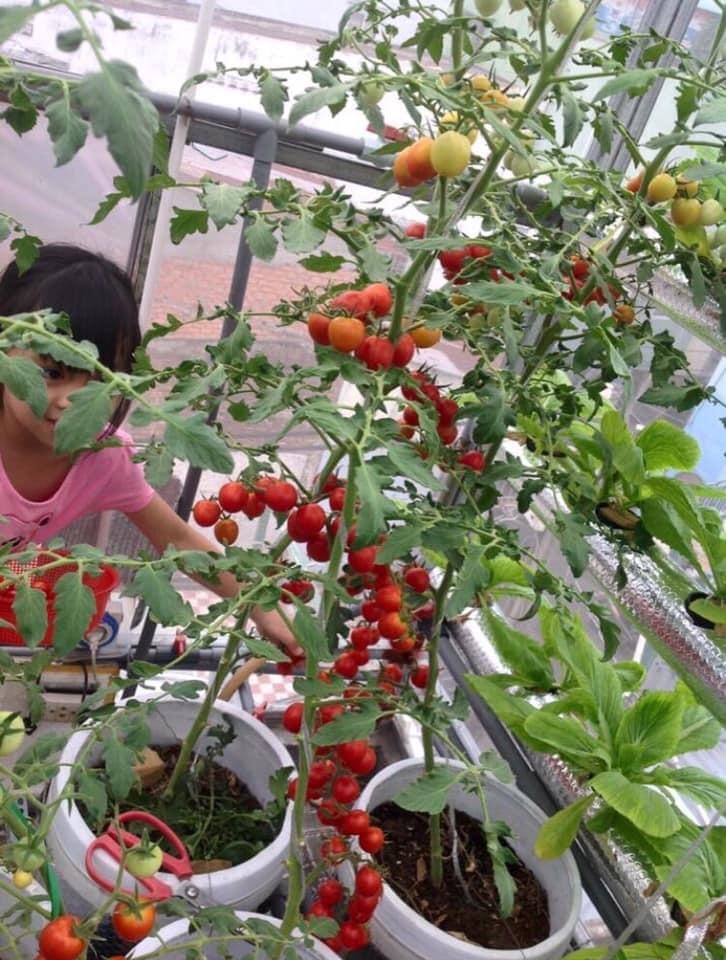 [HCM] Hạt Giống Cà Chua Nhật - Cà Chua Leo Giàn F1