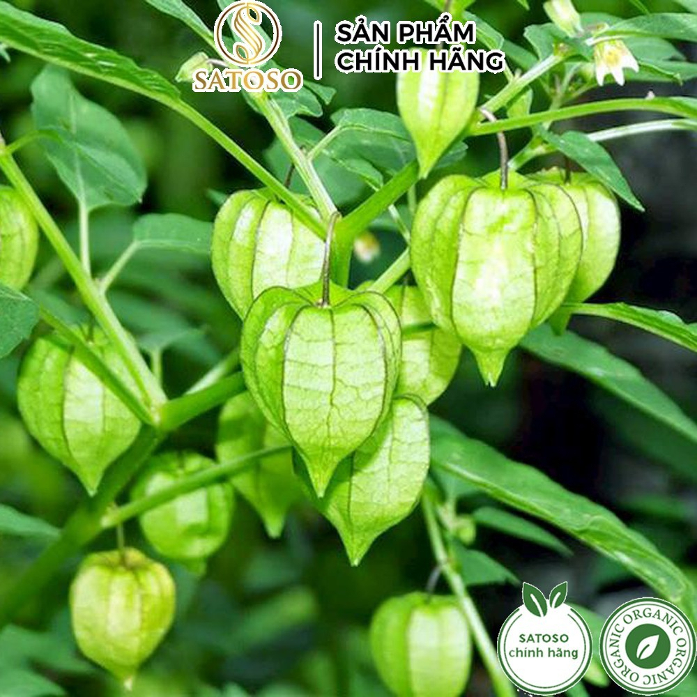 Satoso dried tuer for 1kg package