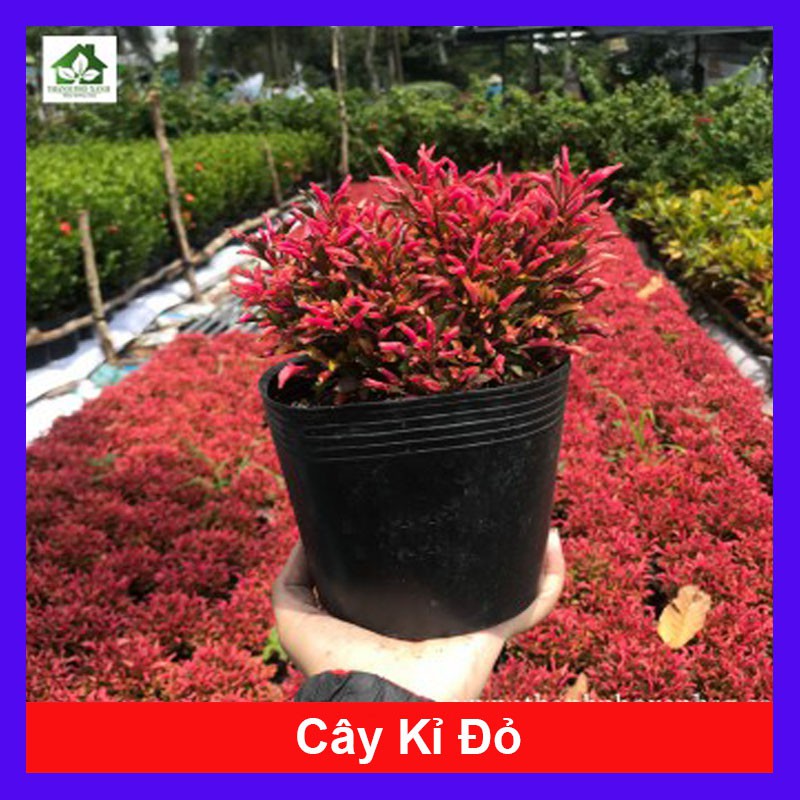 Cây Kỉ Đỏ - cây cảnh mini - cây cảnh để bàn - caykiengsadec