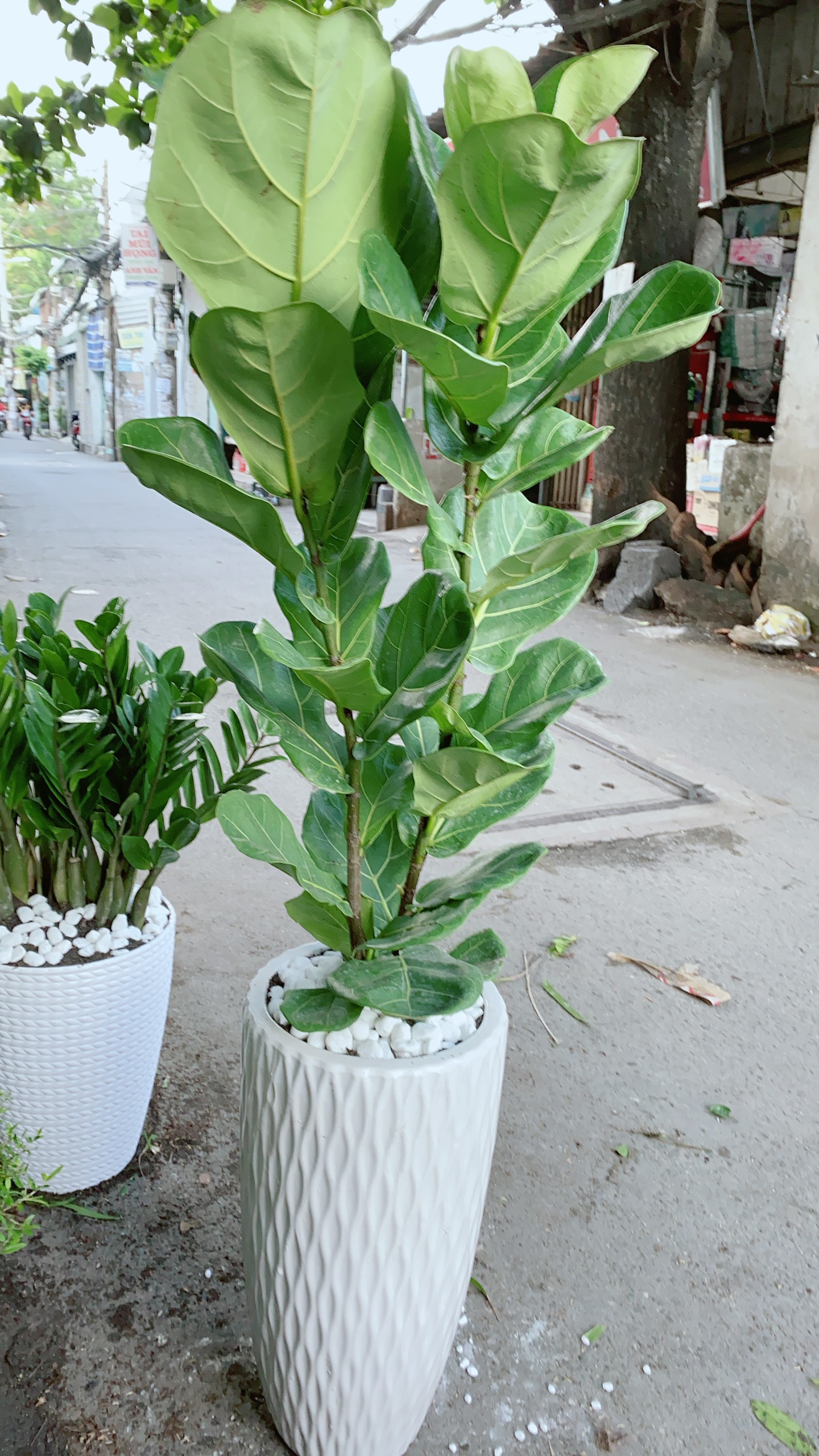 [HCM]Chậu Bàng Singapore Cao 1m5