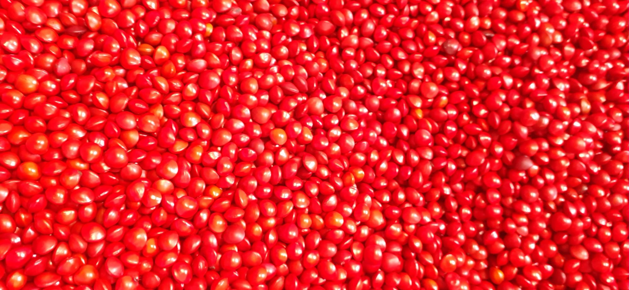 500 gram hạt cẩm lai đỏ