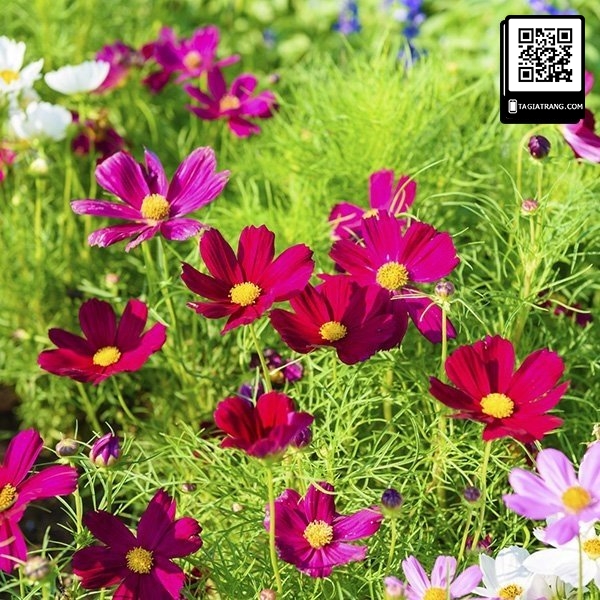 Hạt giống hoa sao nhái (hoa vũ trụ vườn) mix