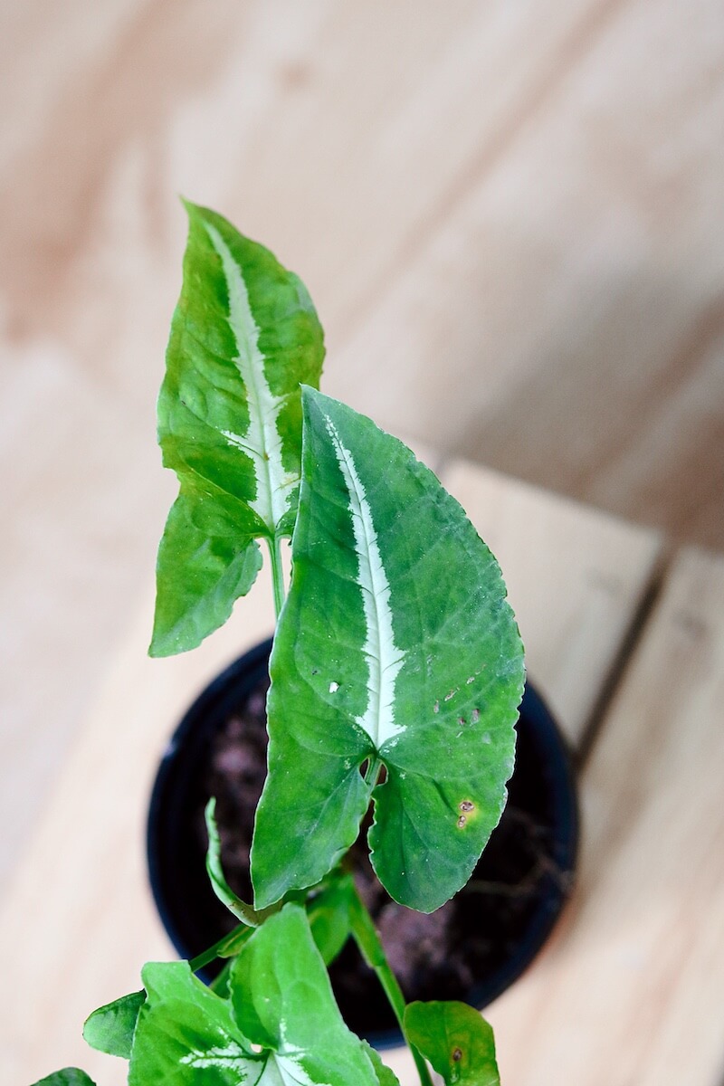 Chậu cây Syngonium wendlandii