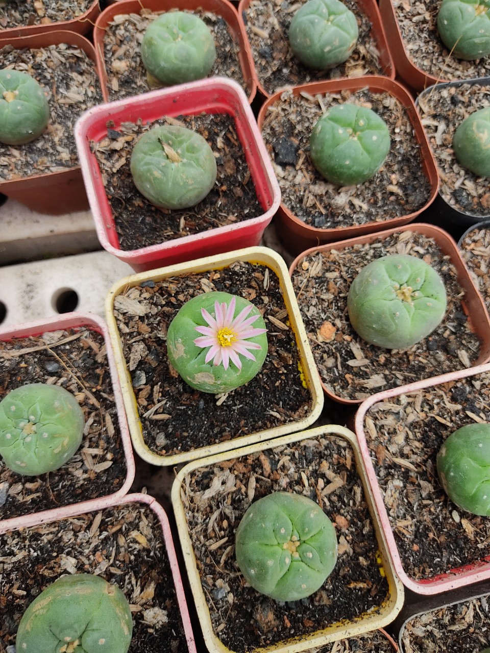 Xương rồng LOPO (size cây 3-4 cm)