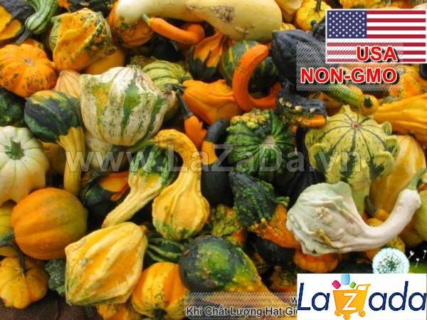 10h Hạt Giống Bí Tí Hon (A1.302| C39*W44*M022)