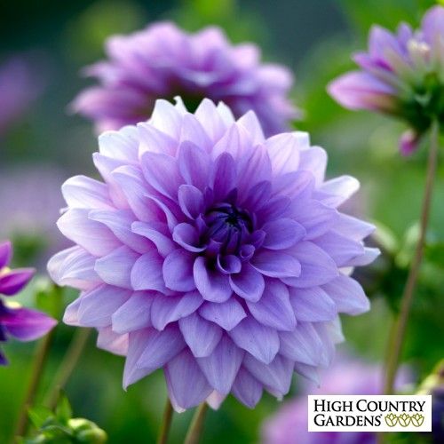 COMBO 4 CỦ GIỐNG HOA THƯỢC DƯỢC CAO MIXX MÀU