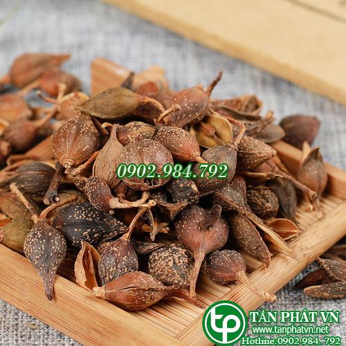Liên kiều khô 100g - Thảo Dược Tấn Phát