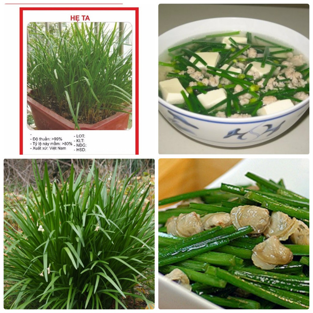 Hạt giống hẹ ta gia vị - gói 2gr