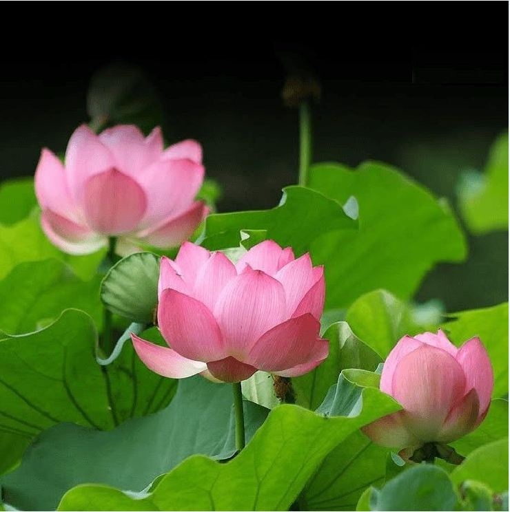 Hạt Giống Hoa Sen Ta (Sen Hồng Việt Nam) 15 hạt/gói