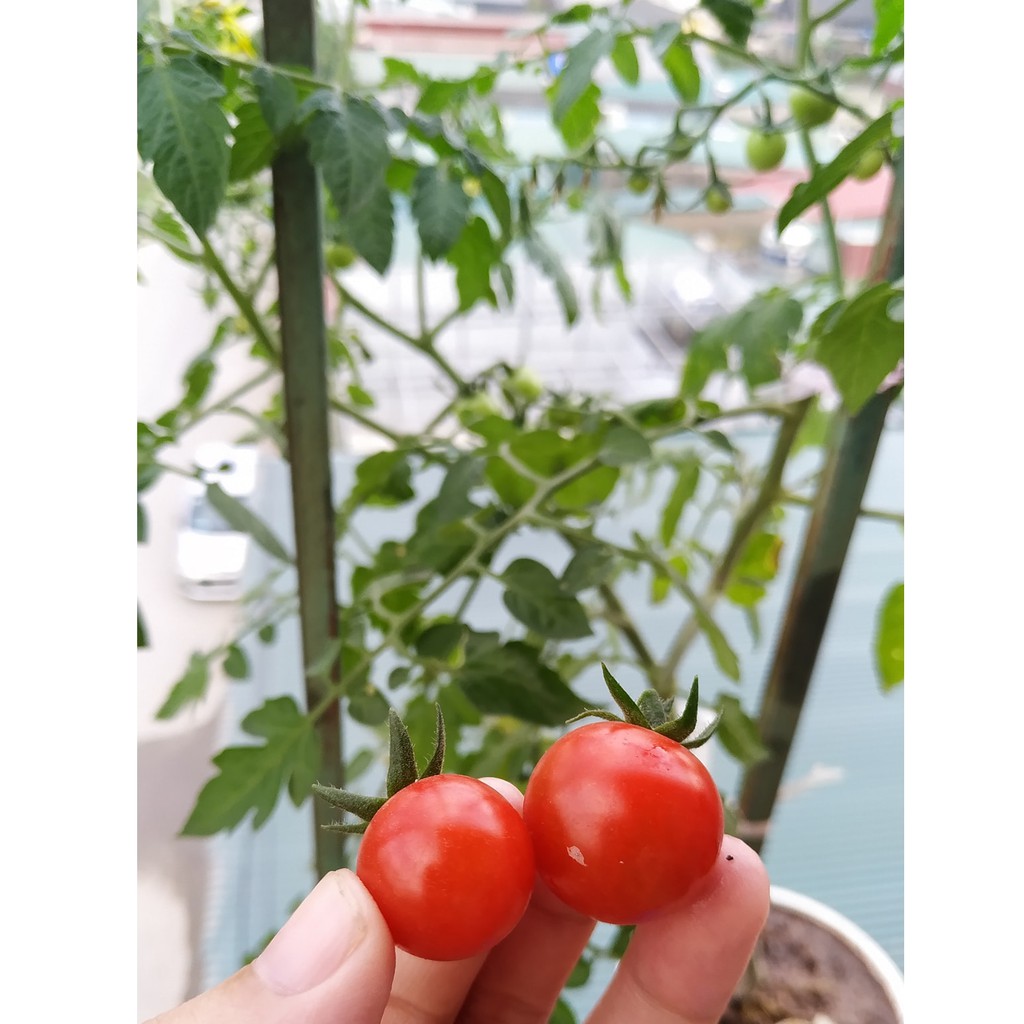 HẠT GIỐNG CÀ CHUA CHERRY ĐỎ F1