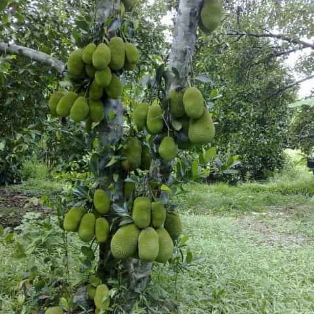 Cây Giống mít tố nữ (ghép siêu sớm)