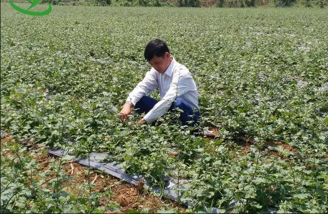 Bán sỉ- 2 kg cà gai leo khô