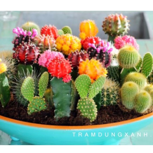 Hạt giống Xương rồng cảnh mix (15 hạt)