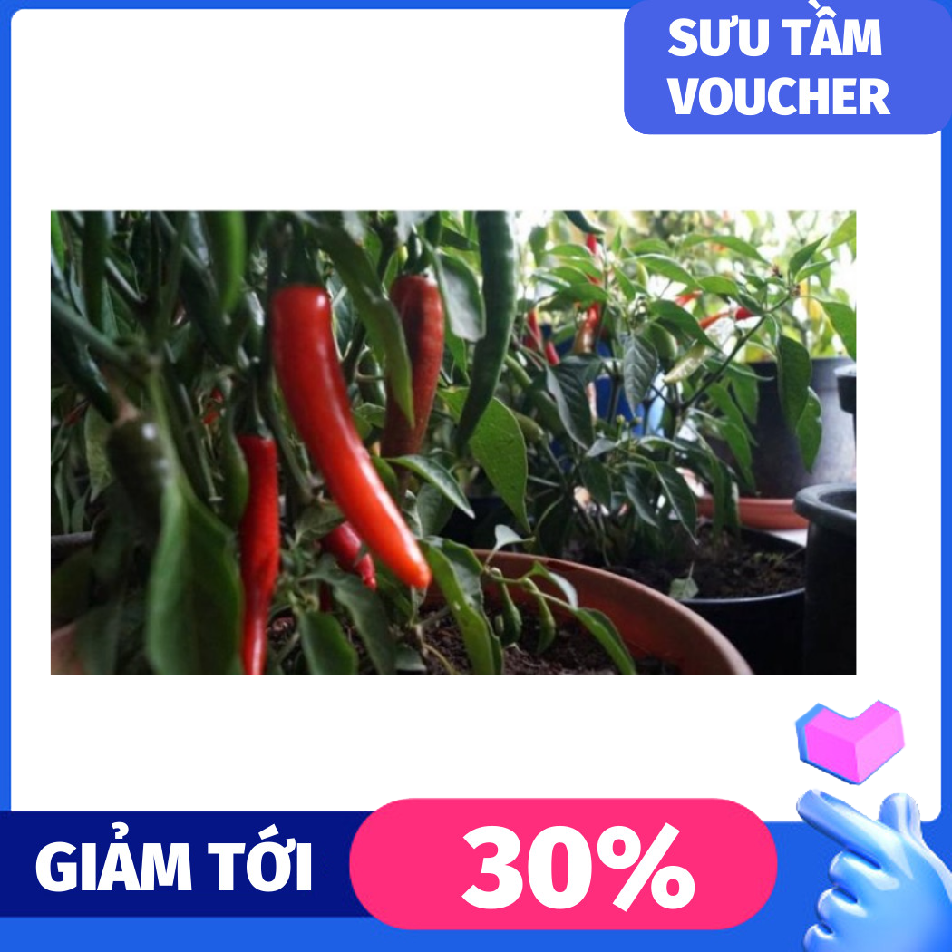 Hạt giống ớt sừng