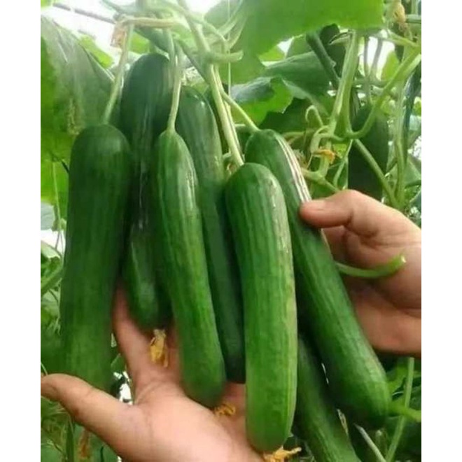 Hạt Giống Dưa Leo Nhật F1 JL41