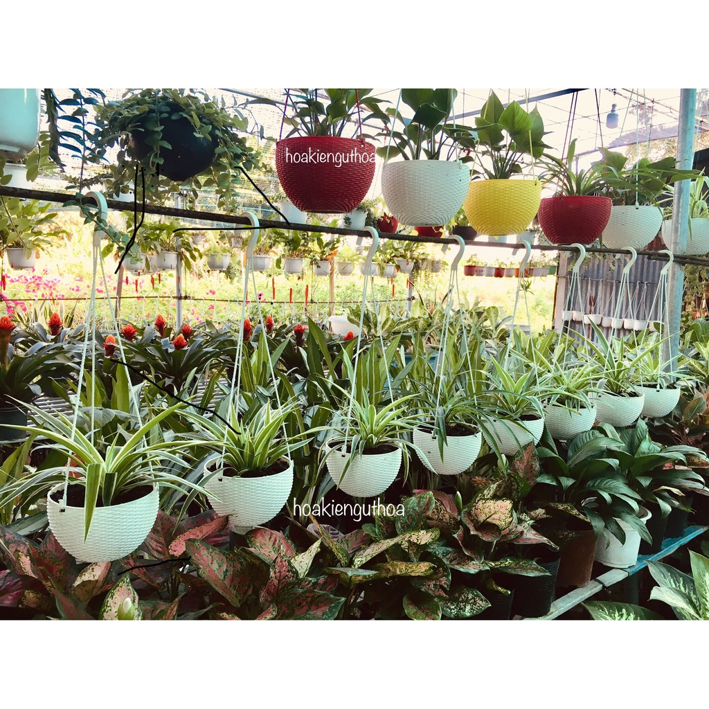 Chậu Treo Mây Nhỏ (Kèm Quai Treo)