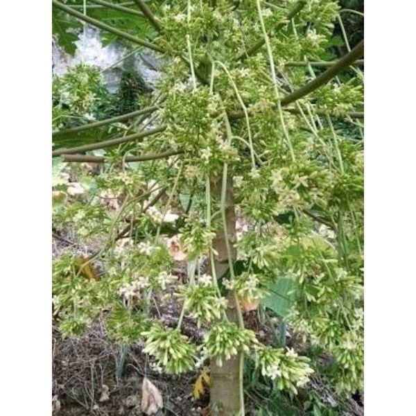 [Nhập RS0822 giảm 30k cho đơn 99k]?????? Hoa đu đủ đực khô thượng hạng (200 gram 500 gram 1kg)??????