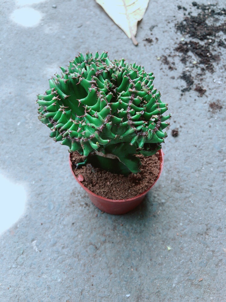 Xương Rồng Vạn Lý