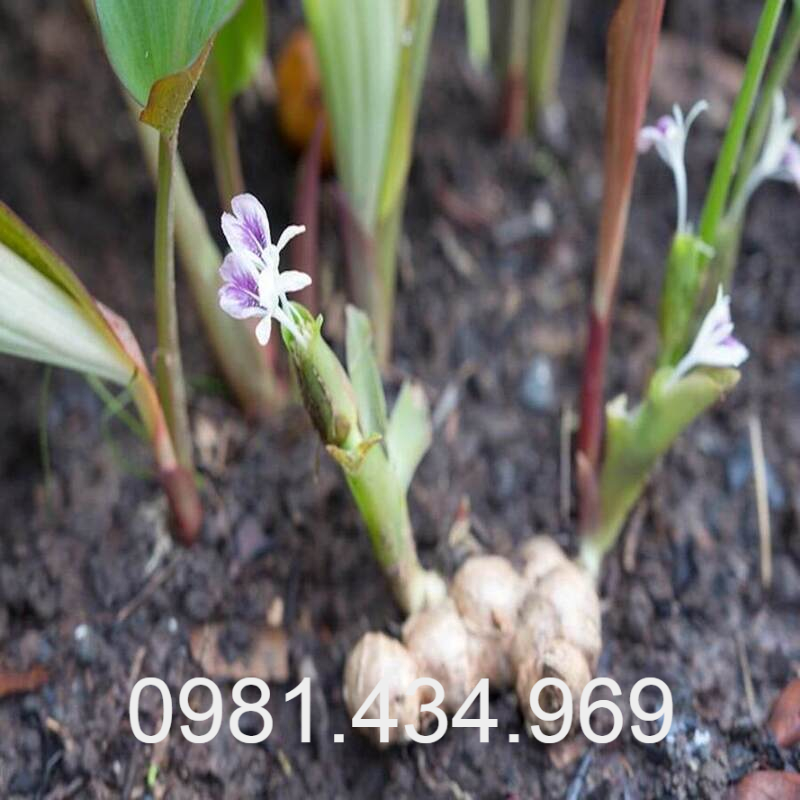 Gừng Đen (ngải đen) Tươi 01KG (Black Ginger) Chất